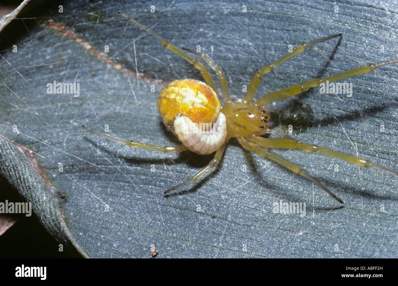 Parasitic larva of a wasp Pompilidae attached to a Theridiid spider Australia Stock Photo