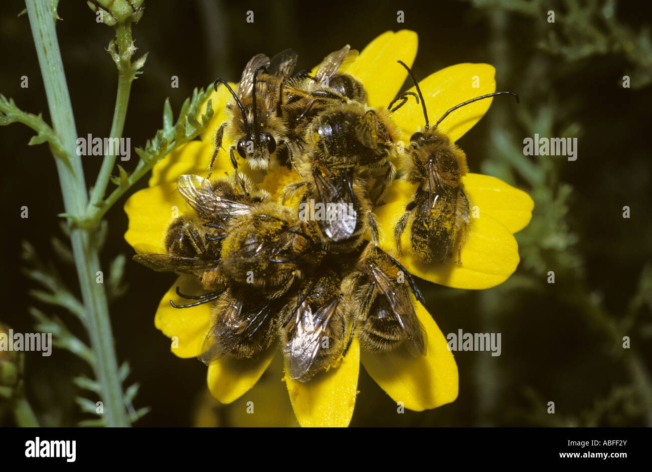 Solitary bees Eucera cilicica Anthophoridae males in communal roost at dusk having spent the day competing for females Israel Stock Photo