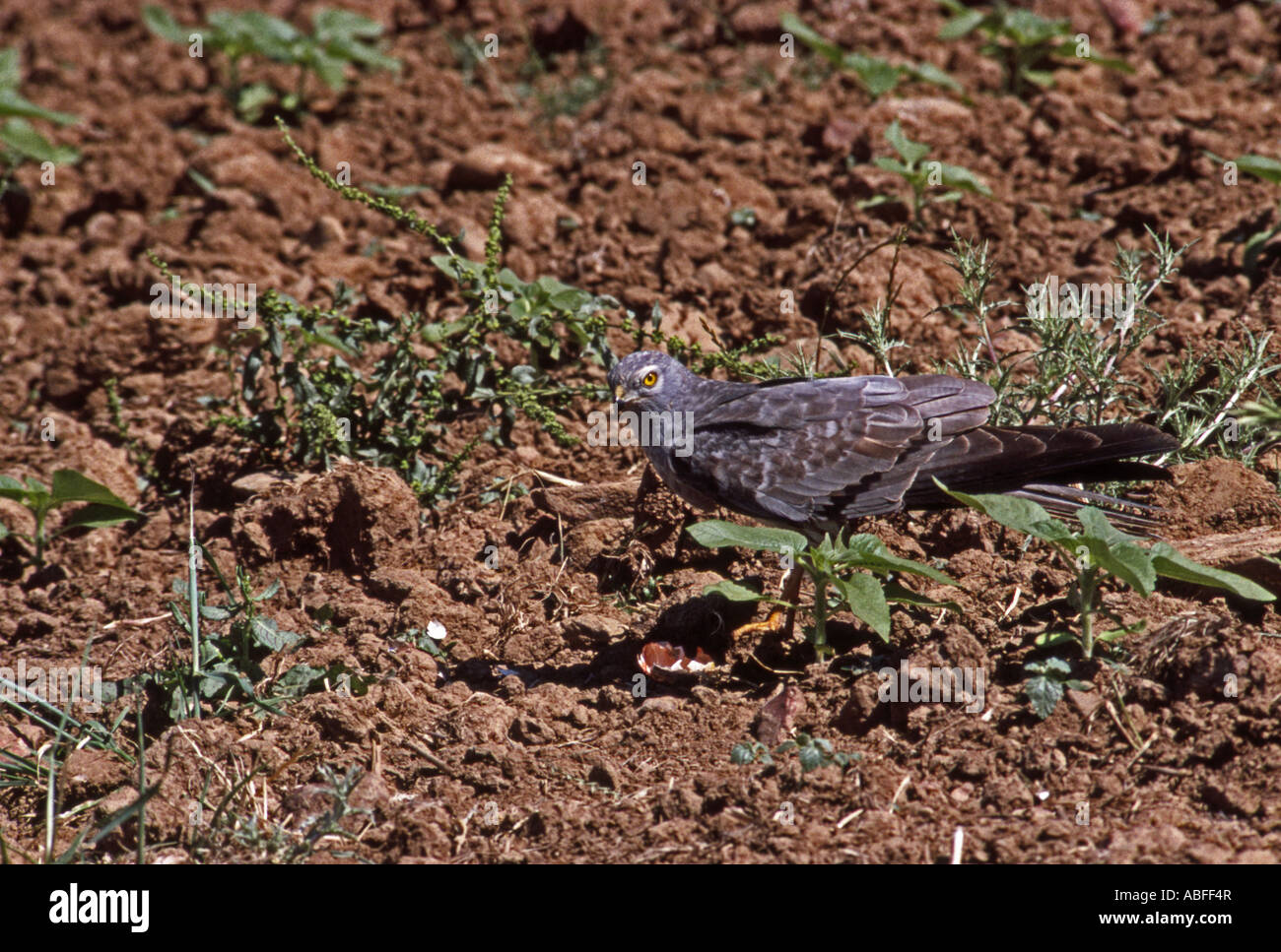 Male Montagu's Harrier eating eggs of Stone Curlew Portugal Stock Photo