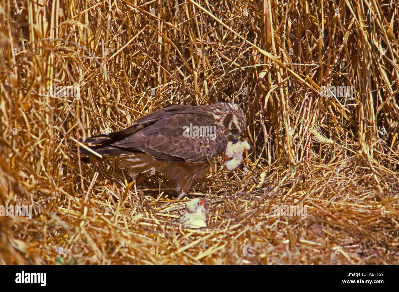 Female Montagu's Harrier carrying chick back to nest Portugal Stock Photo