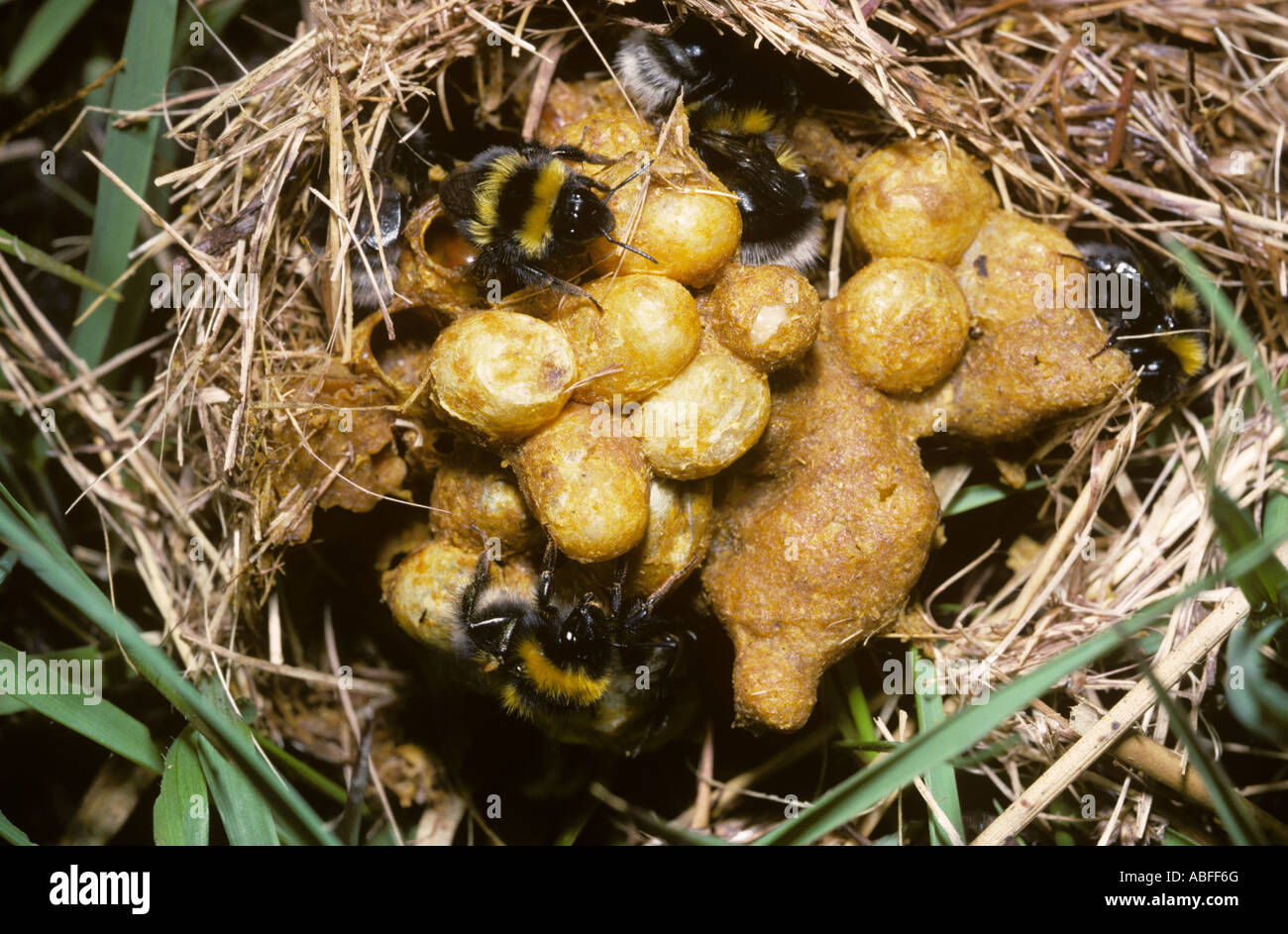 Small garden bumble bee Bombus hortorum Apidae workers on their nest on