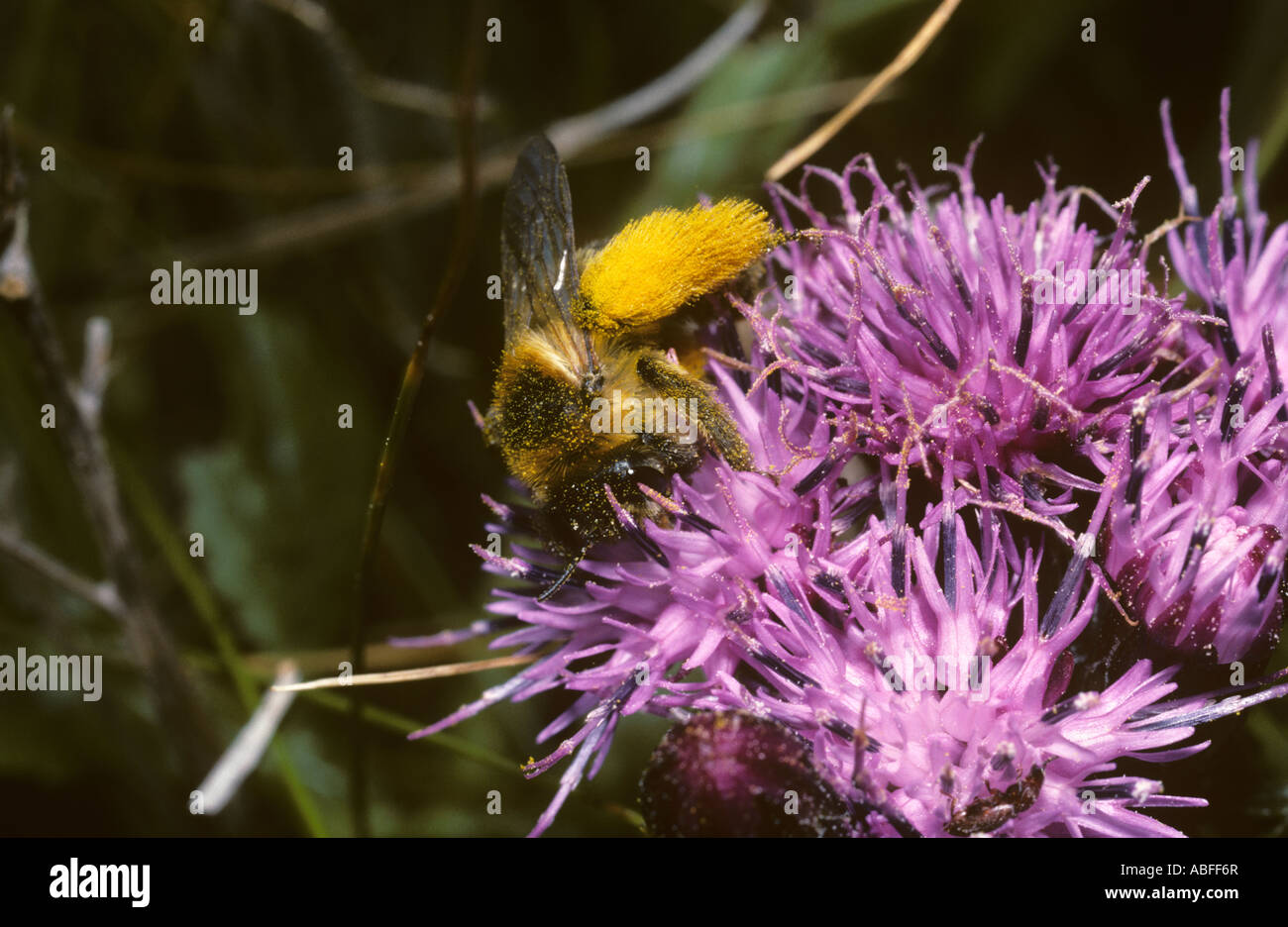Hairy legged mining bee Dasypoda altercator hirtipes Melittidae female foraging on sawwort flowers UK Stock Photo