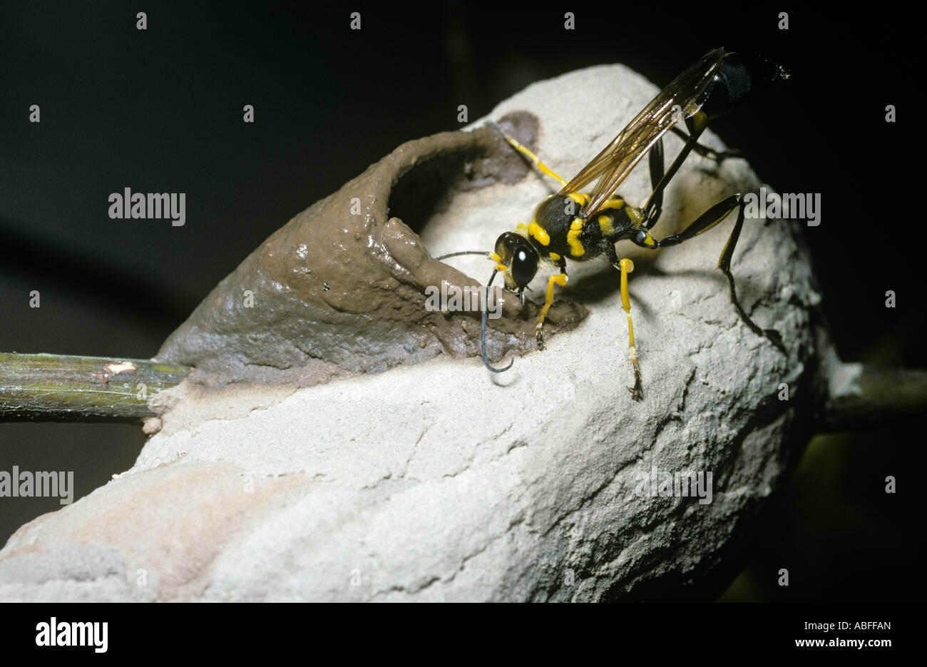 Mud dauber wasp Sceliphron fistularum Sphecidae adding a cell to her ...