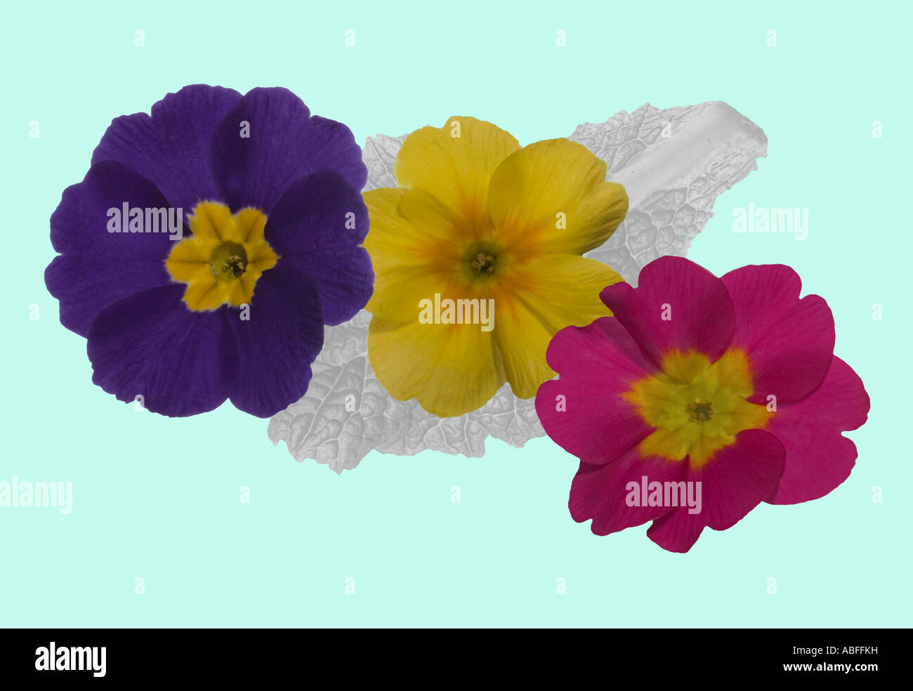 Primula variations. Macro flowerheads Background leaf Surrey England April Stock Photo