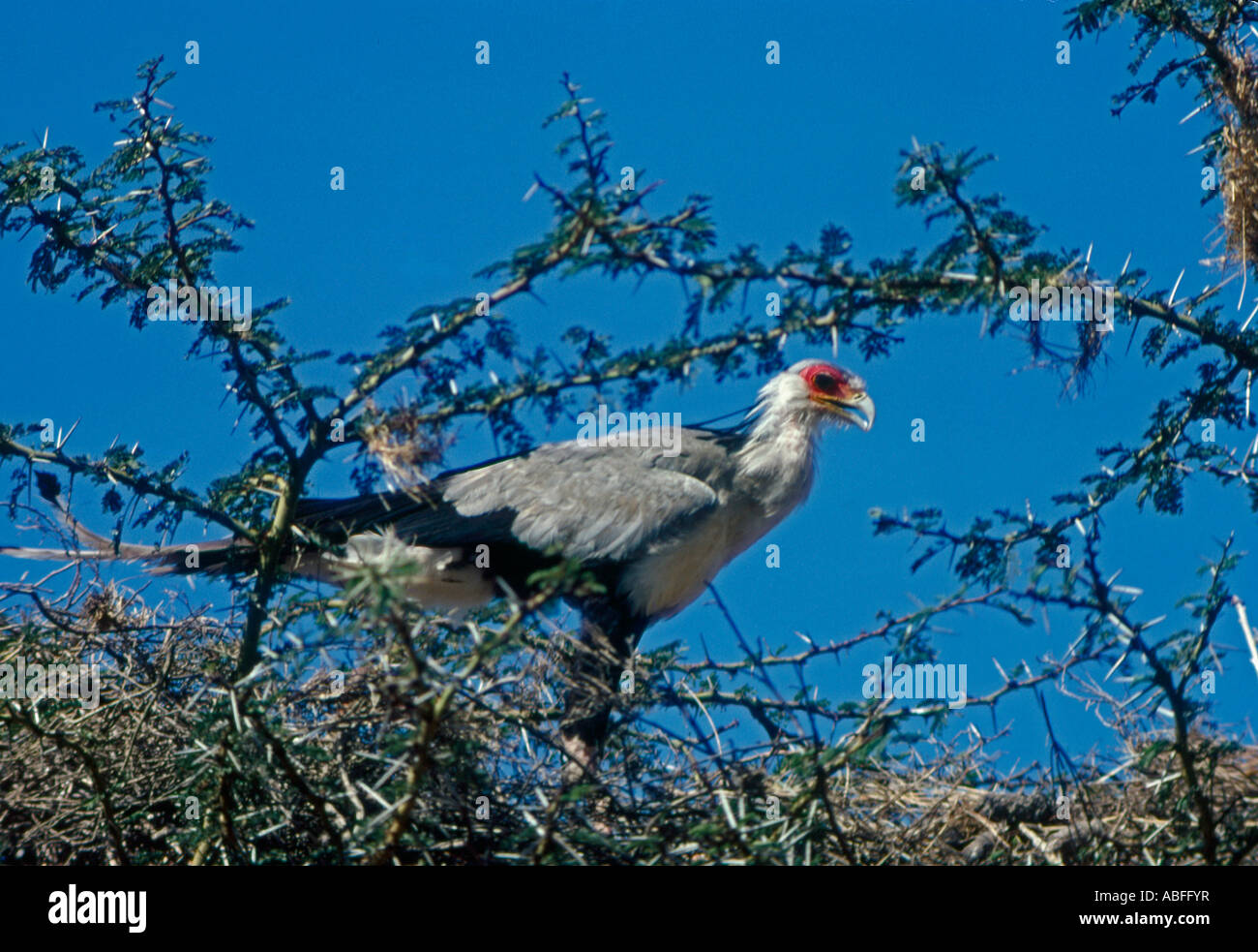 Secretary Bird at nest Africa Stock Photo - Alamy