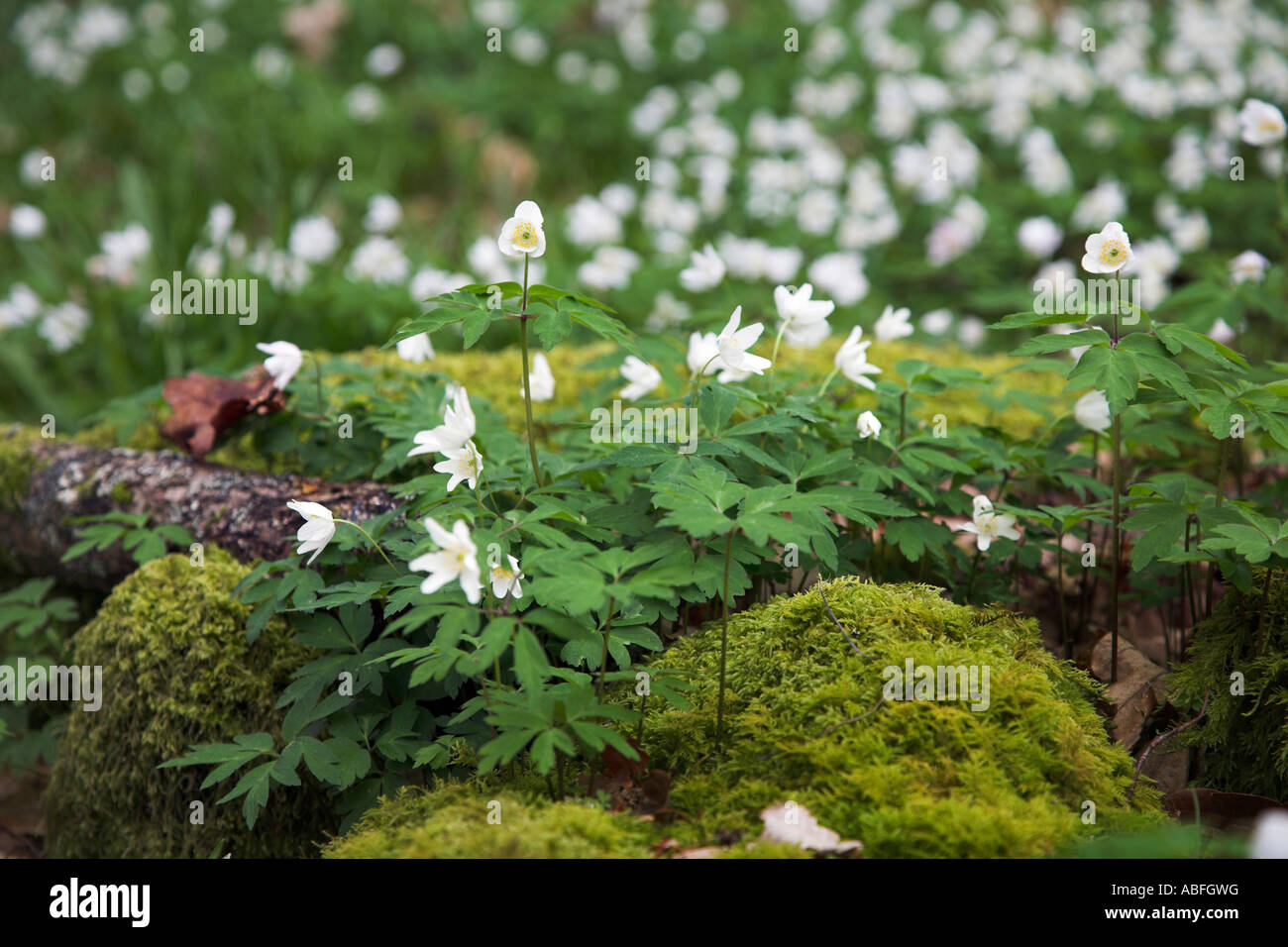 Horizontal colour picture of Wood Anemones growing over moss covered rocks Stock Photo Alamy
