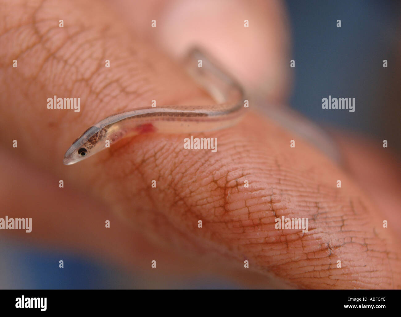a single elver or glass eel on a finger Stock Photo Alamy