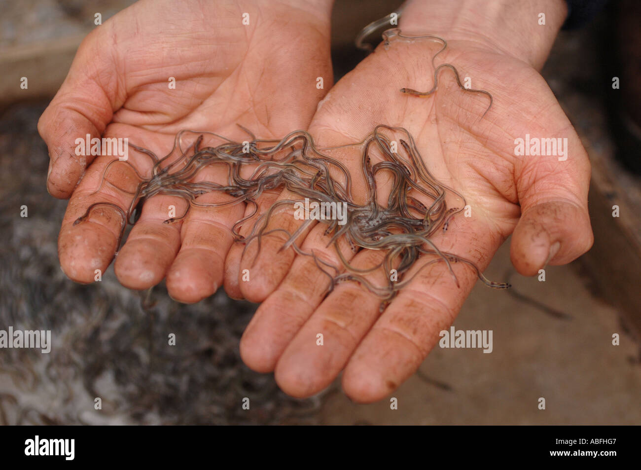 hands holding young glass eels or elvers Stock Photo Alamy