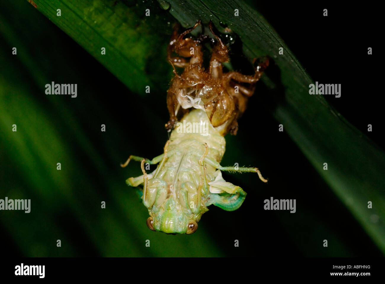 A cicada freshly emerged from its exoskeleton in lowland rainforest near Chilamate Costa Rica Stock Photo
