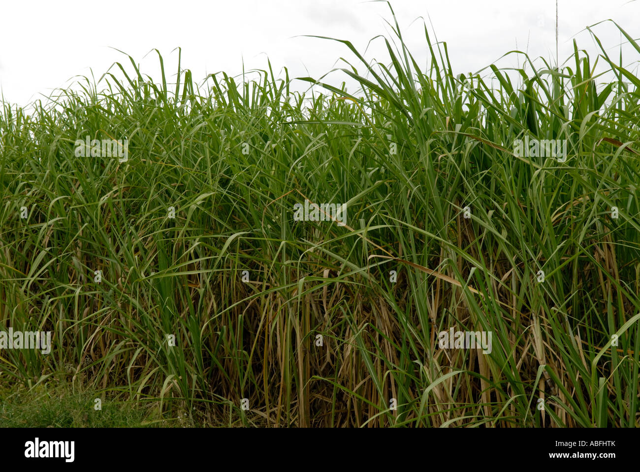 Sugar cane plantation Stock Photo