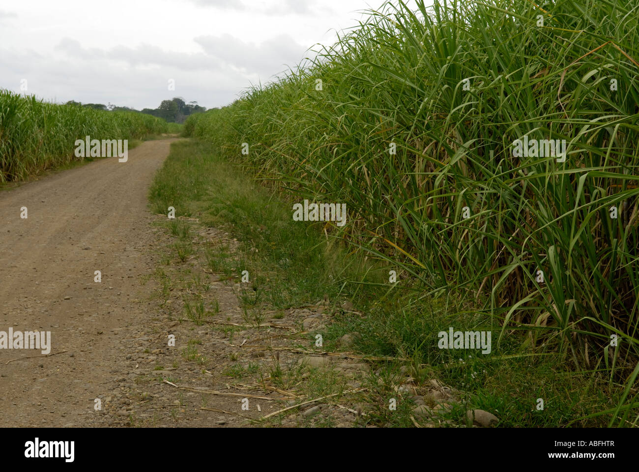 Sugar cane plantation northeastern Stock Photo