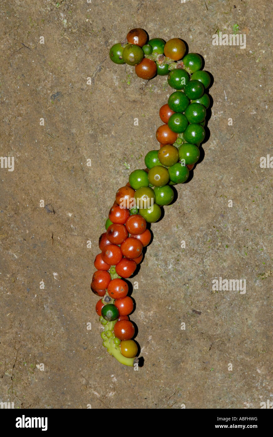 Black pepper Piper nigrum berries Stock Photo