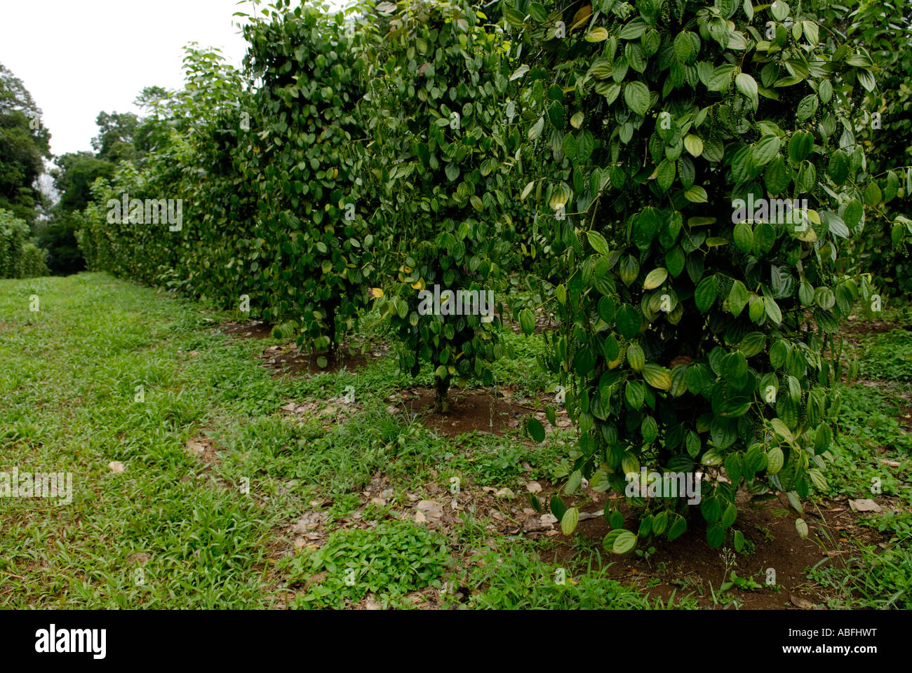 Black pepper Piper nigrum plantation near Chilamate Costa Rica Stock Photo