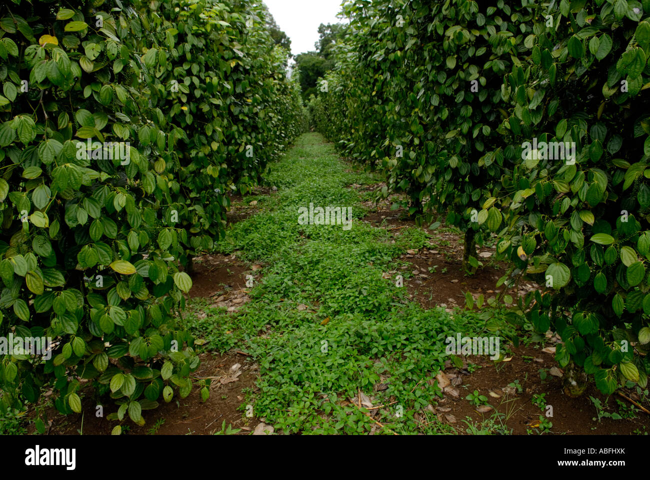 Black pepper Piper nigrum plantation near Chilamate Costa Rica Stock Photo