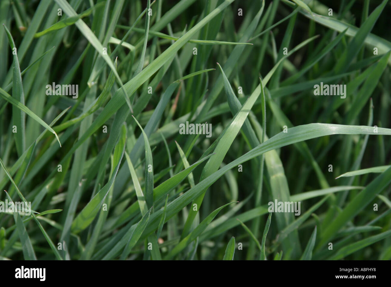 grass Stock Photo