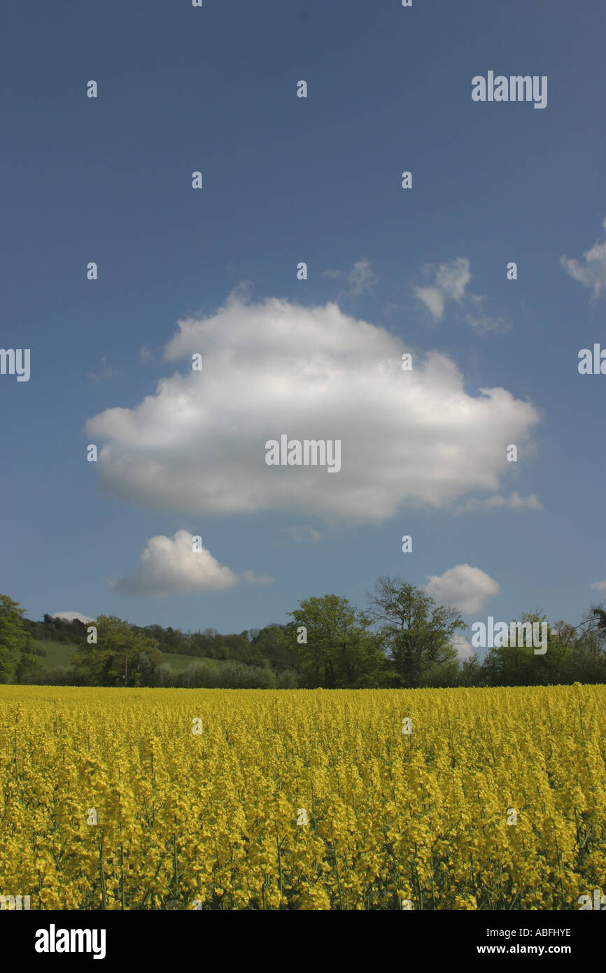 Rapeseed Field Near the village of Shoreham, Kent, England, UK. Stock Photo