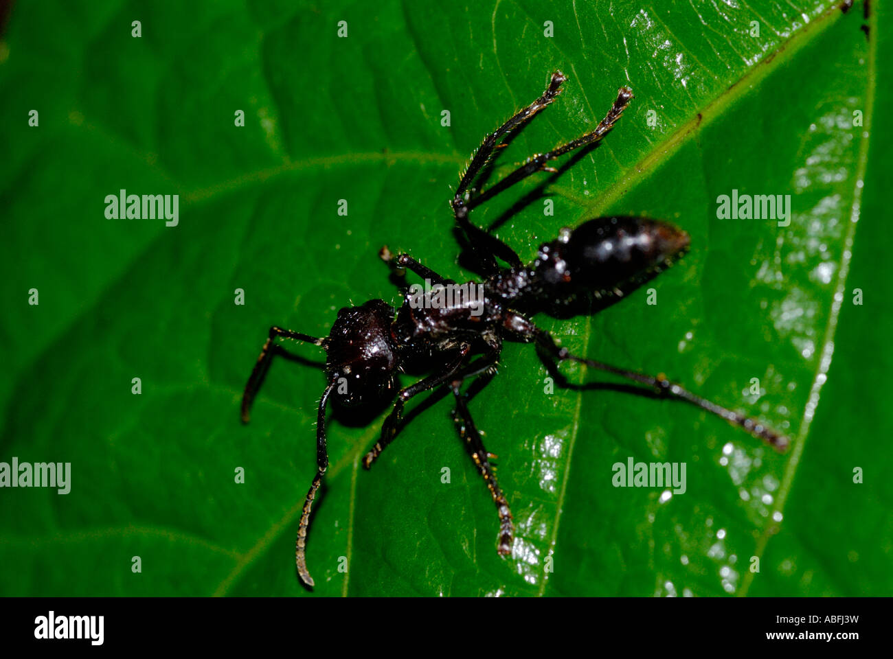 Bullet ant Paraponera clavata lowland tropical rainforest near Chilamate Costa Rica Stock Photo