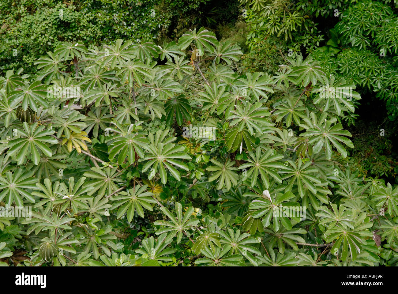 Rainforest canopy, Costa Rica Stock Photo