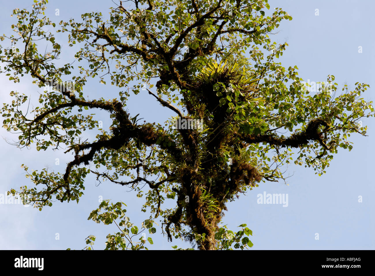 Emergent tree rising above the canopy, Monteverde 'Cloud Forest' Stock Photo