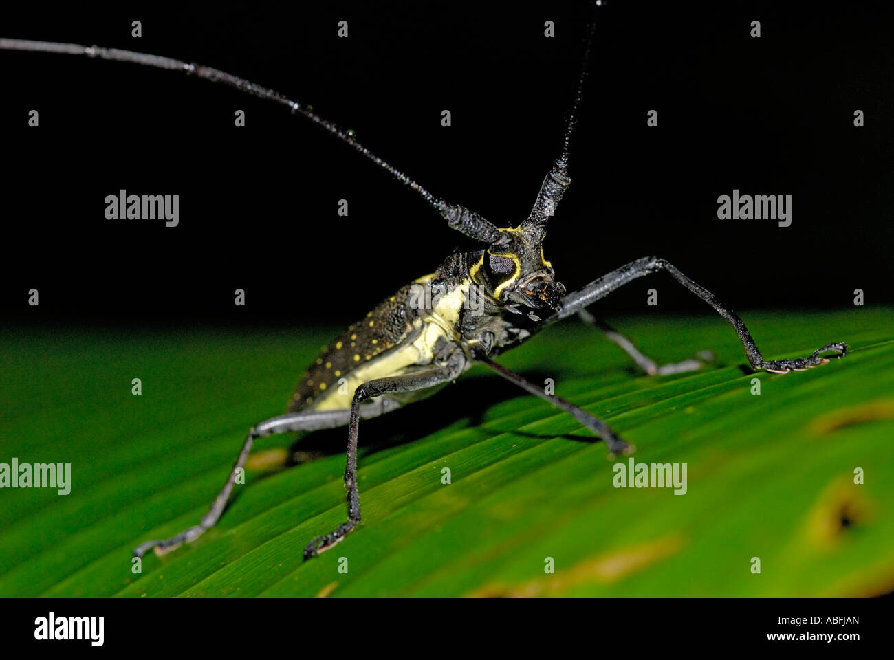 Long horned beetle, Costa Rica Stock Photo