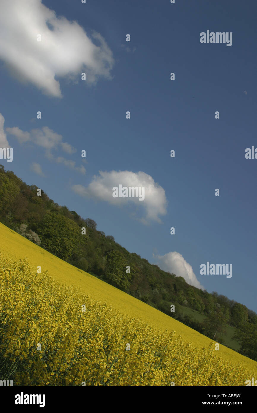 Rapeseed Field Near the village of Shoreham, Kent, England, UK. Stock Photo