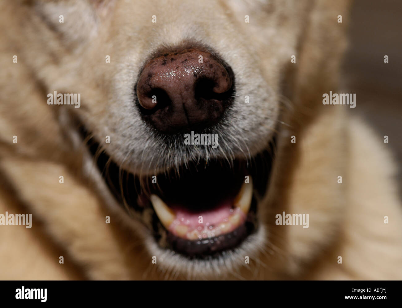 Dog's nose close up with open mouth panting and canine teeth Stock Photo