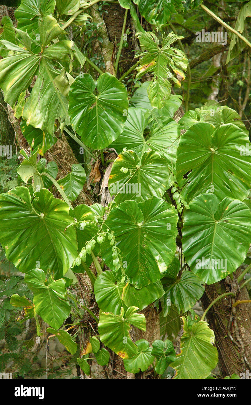 Philodendron vines, lowland primary tropical rainforest near Chilamata Costa Rica. Stock Photo