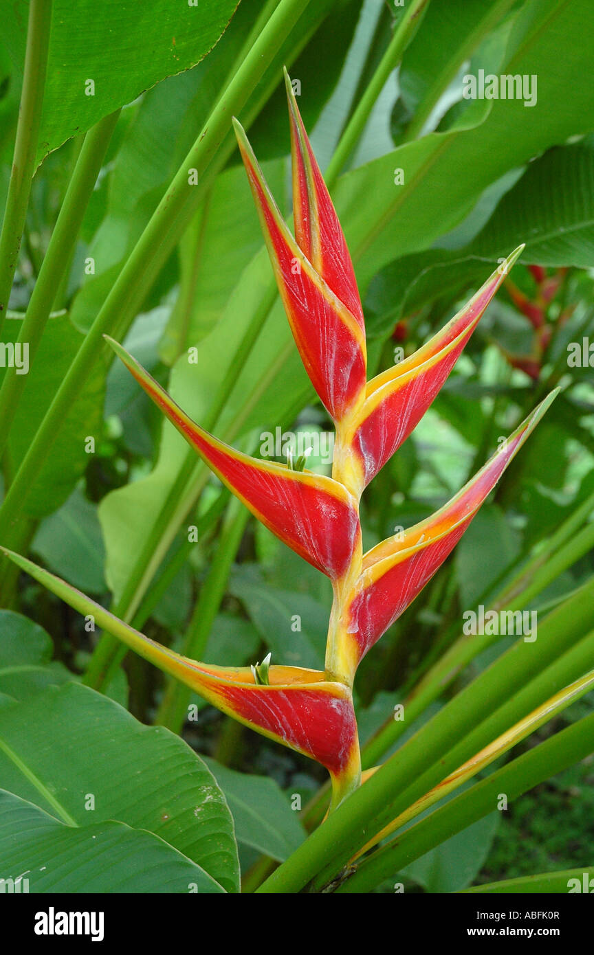 Heliconia flower, tropical rainforest flora Stock Photo Alamy