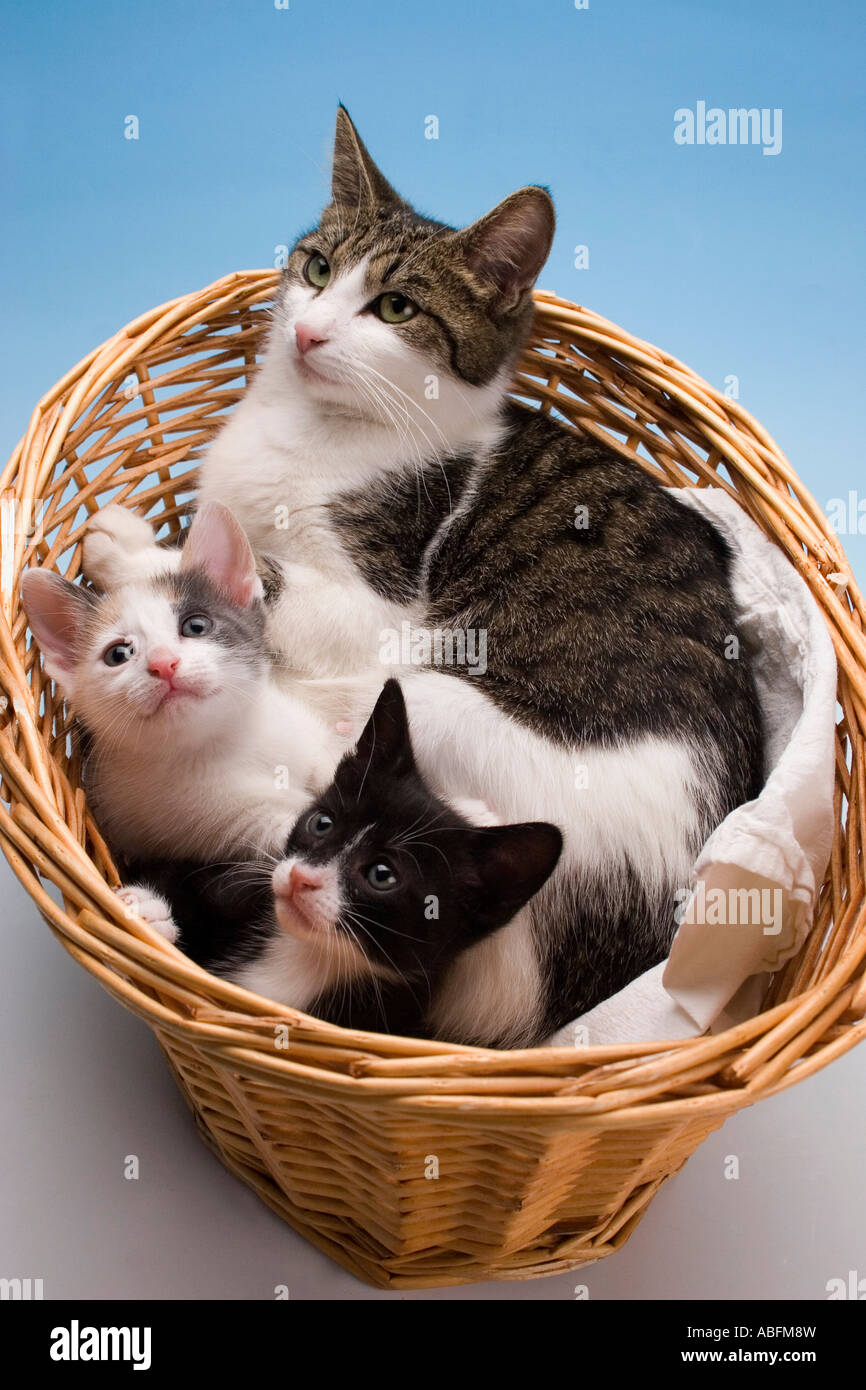 tabby and white mother cat in basket with her 6 week old kitttens Stock Photo