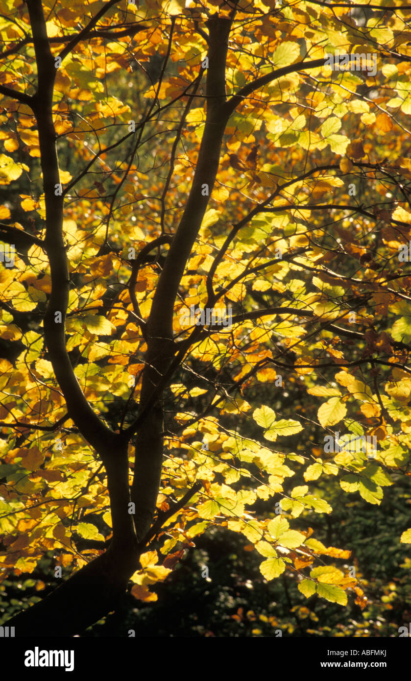 Beech tree leaves uk hi-res stock photography and images - Alamy