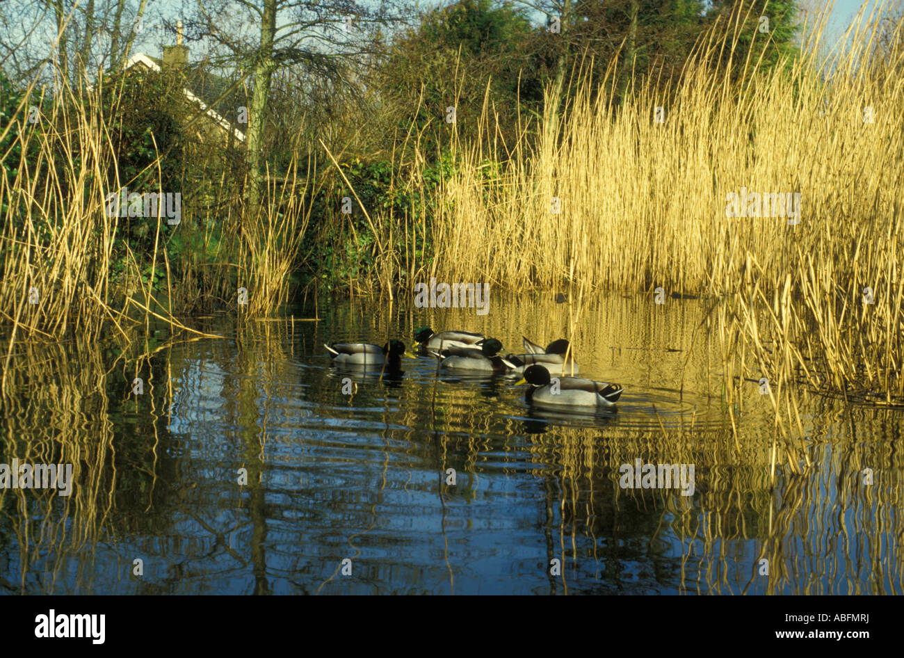 wild mallard ducks on pond surrounded by reeds Stock Photo Alamy