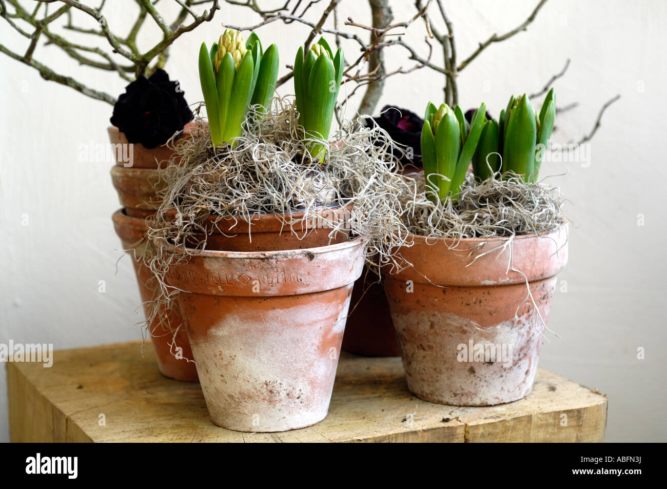 Hyacinthus in terracotta flower pots Stock Photo Alamy