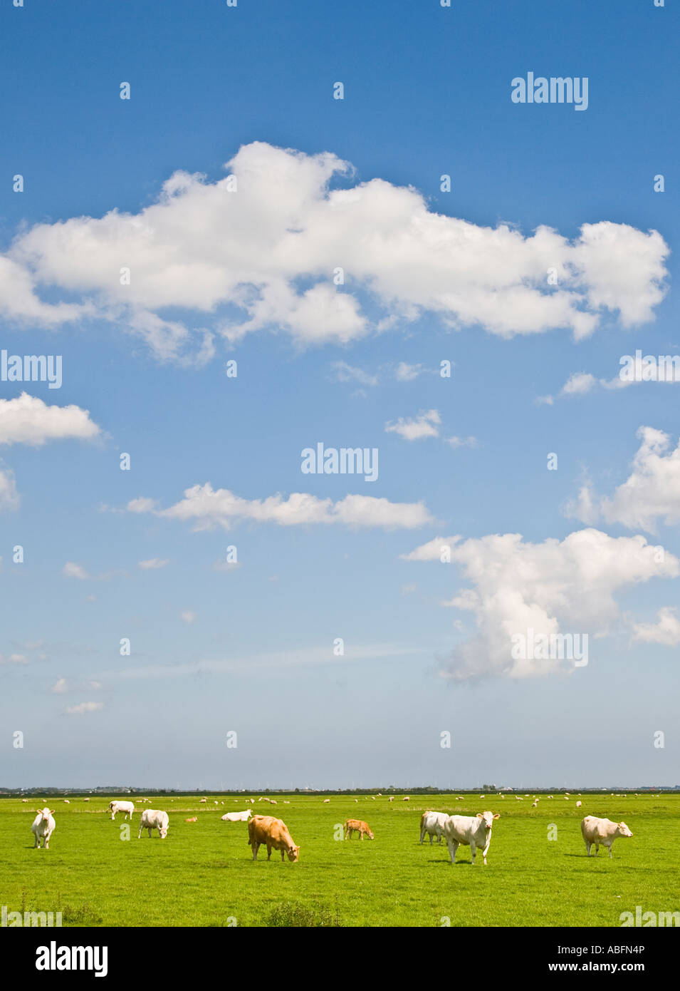 Cows on Norfolk Broads marsh with large  blue Norfolk sky and fluffy white clouds Stock Photo