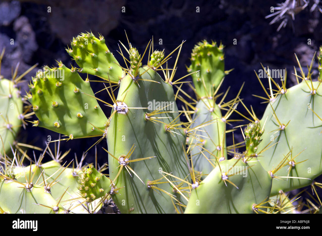 cacti cactus plants biology botany horticulturl spain spanish hot climate  desert anywhere generic colour color travel tourism te Stock Photo - Alamy