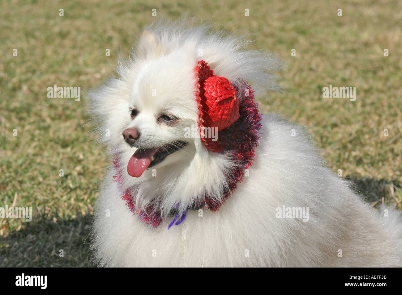 tiny white fluffy puppy