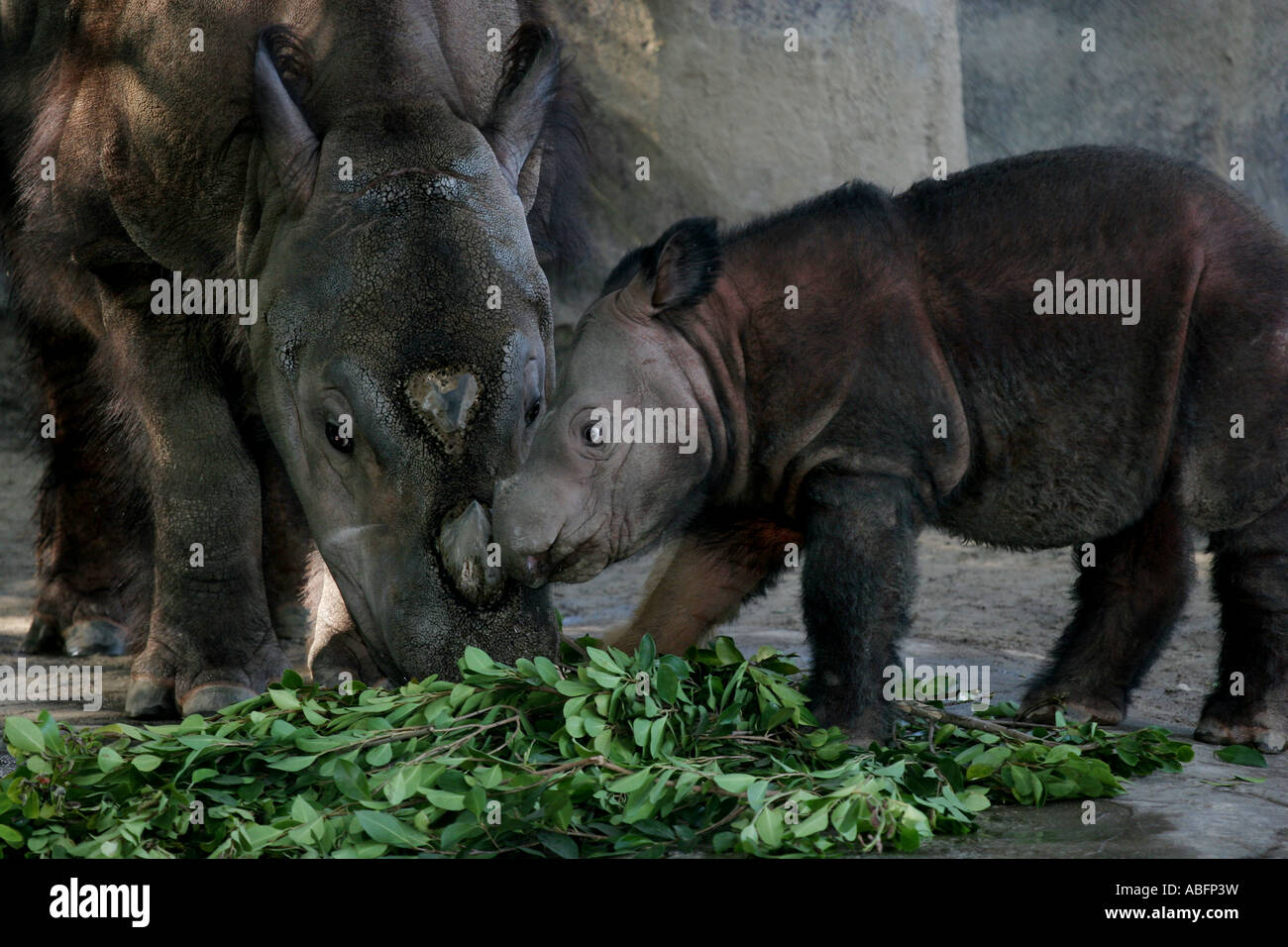 sumatran rhino cincinnati zoo baby suci emi Stock Photo