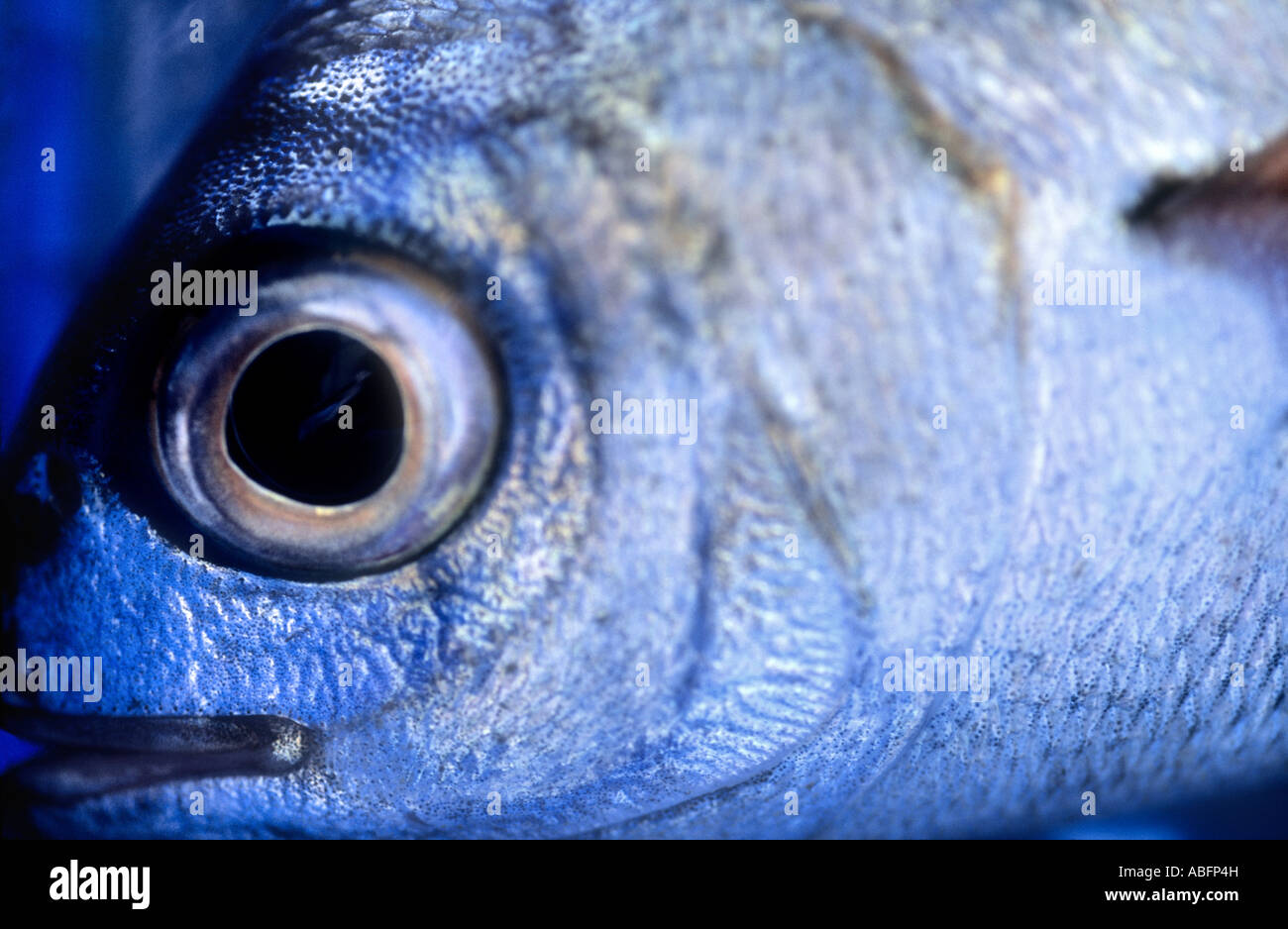 FISH EYE CLOSEUP Stock Photo Alamy