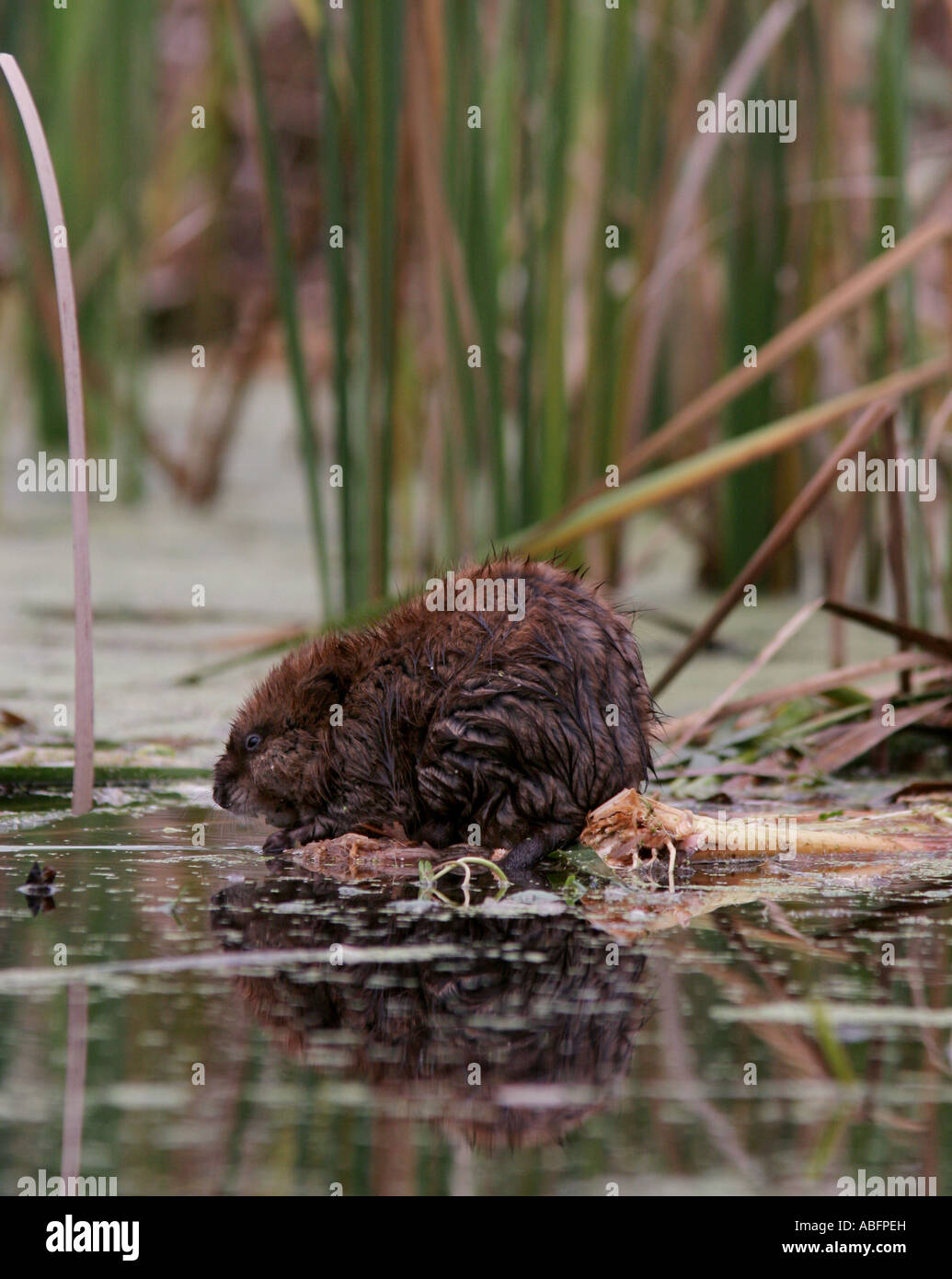 muskrat ohio marsh Stock Photo Alamy