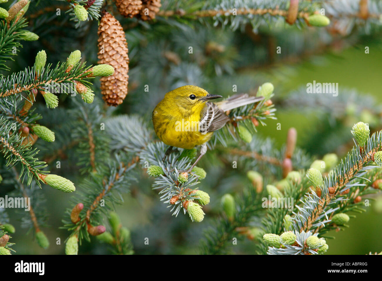 Pine Warbler Perched in Alcocks Spruce Stock Photo