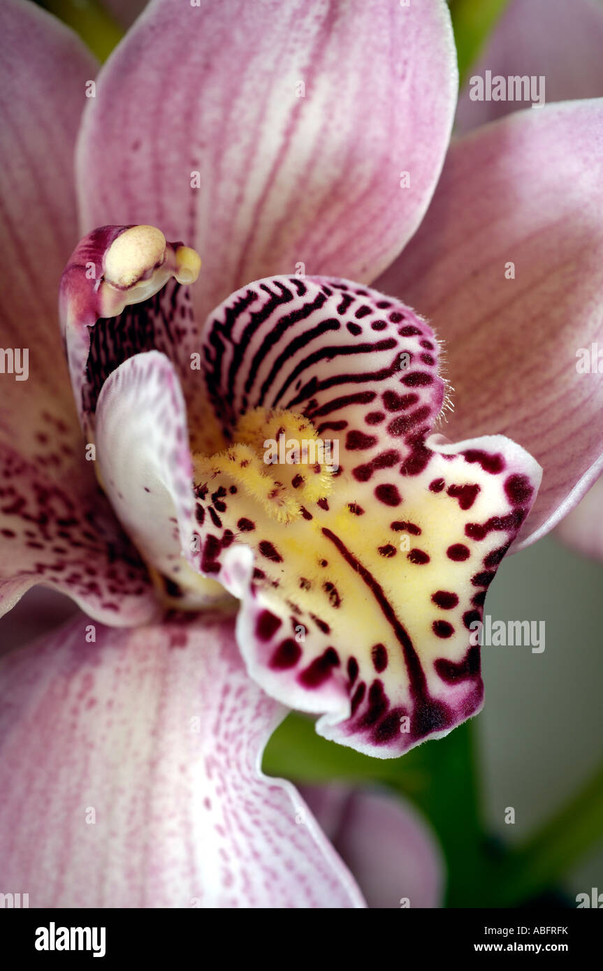 Close-up of Orchid flower Stock Photo