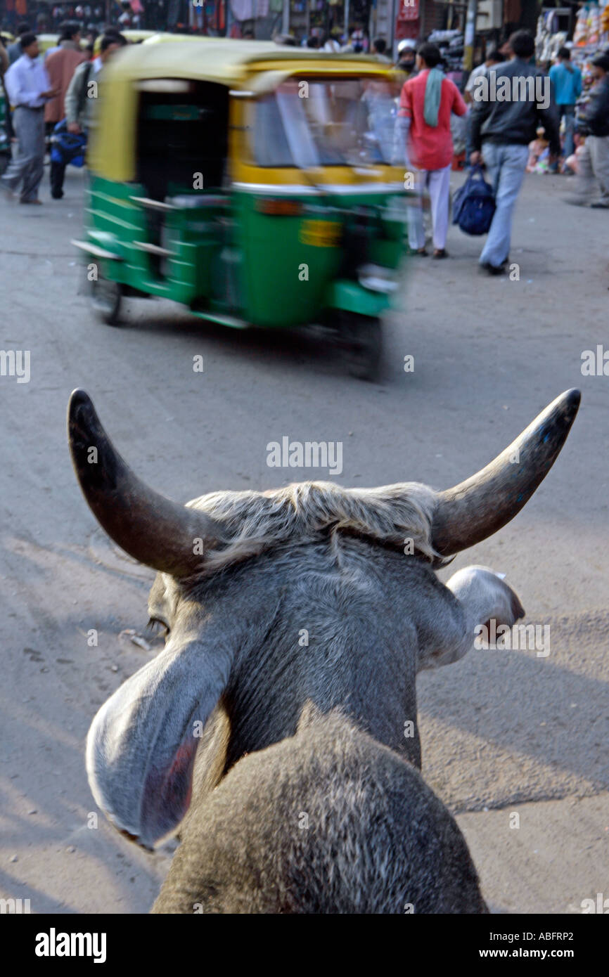 India, Haryana, Delhi, Bullock & rickshaw in street Stock Photo - Alamy