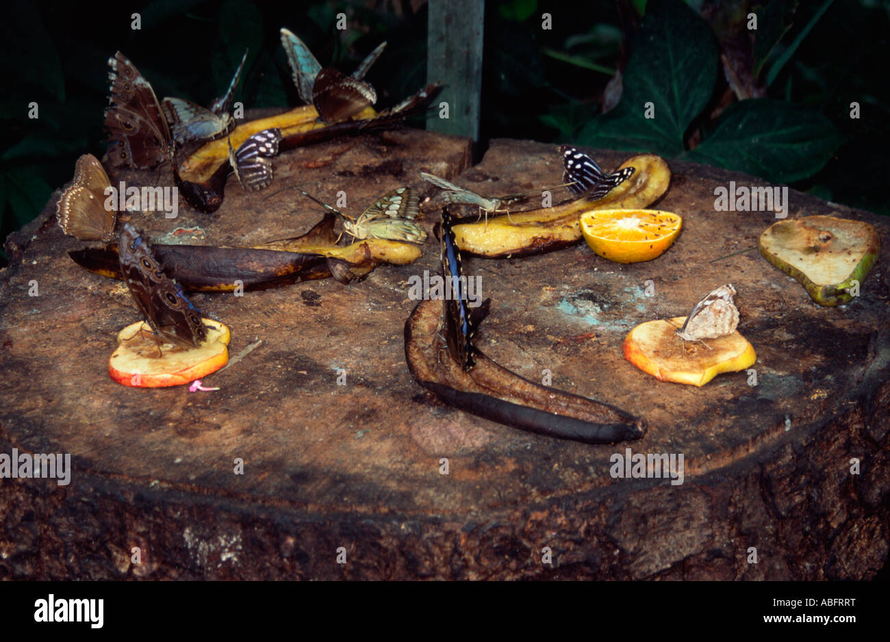 Butterflies feeding on ripe fruit at the Syon Park Butterfly House