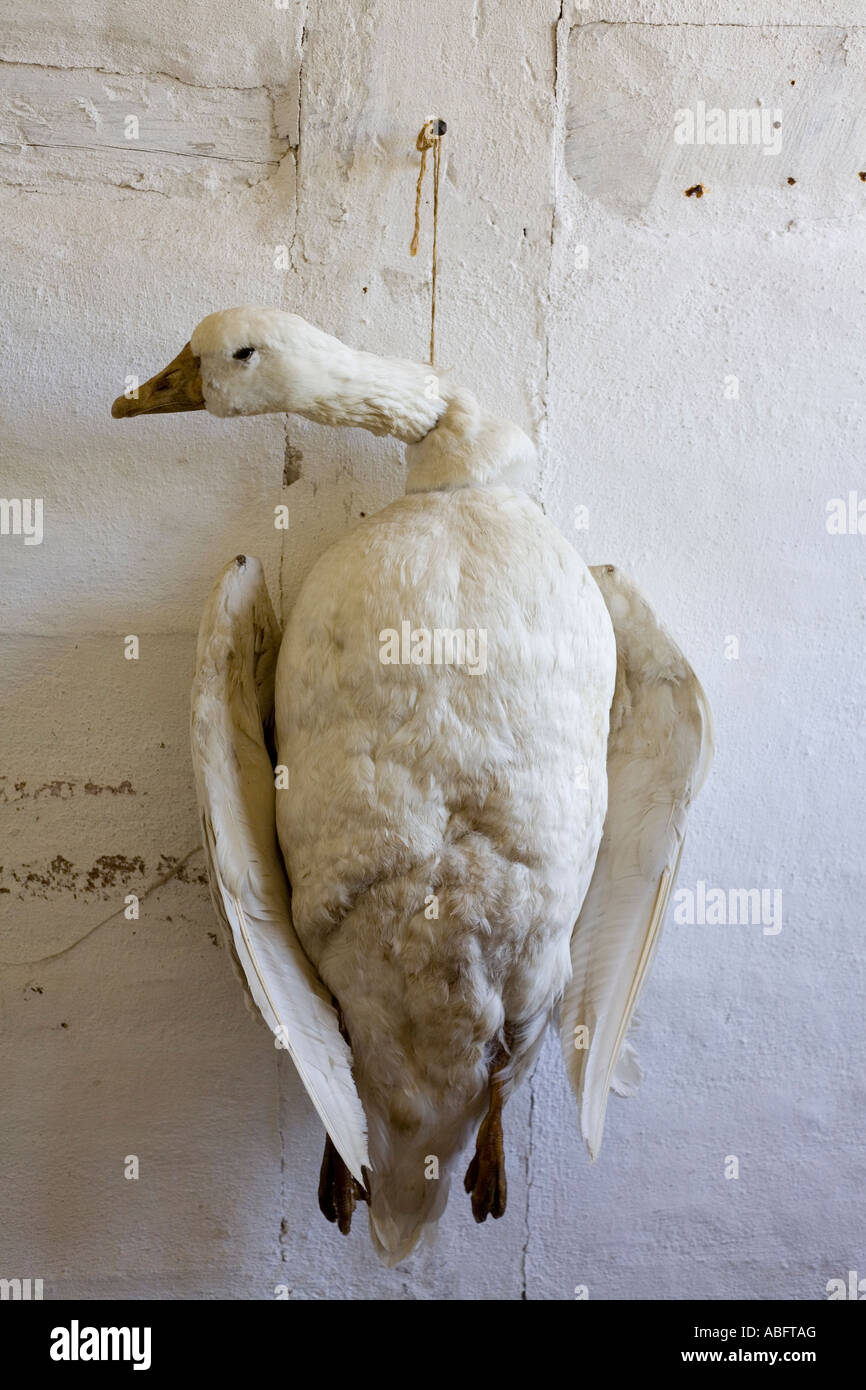 Goose Hanging White on White Stock Photo - Alamy
