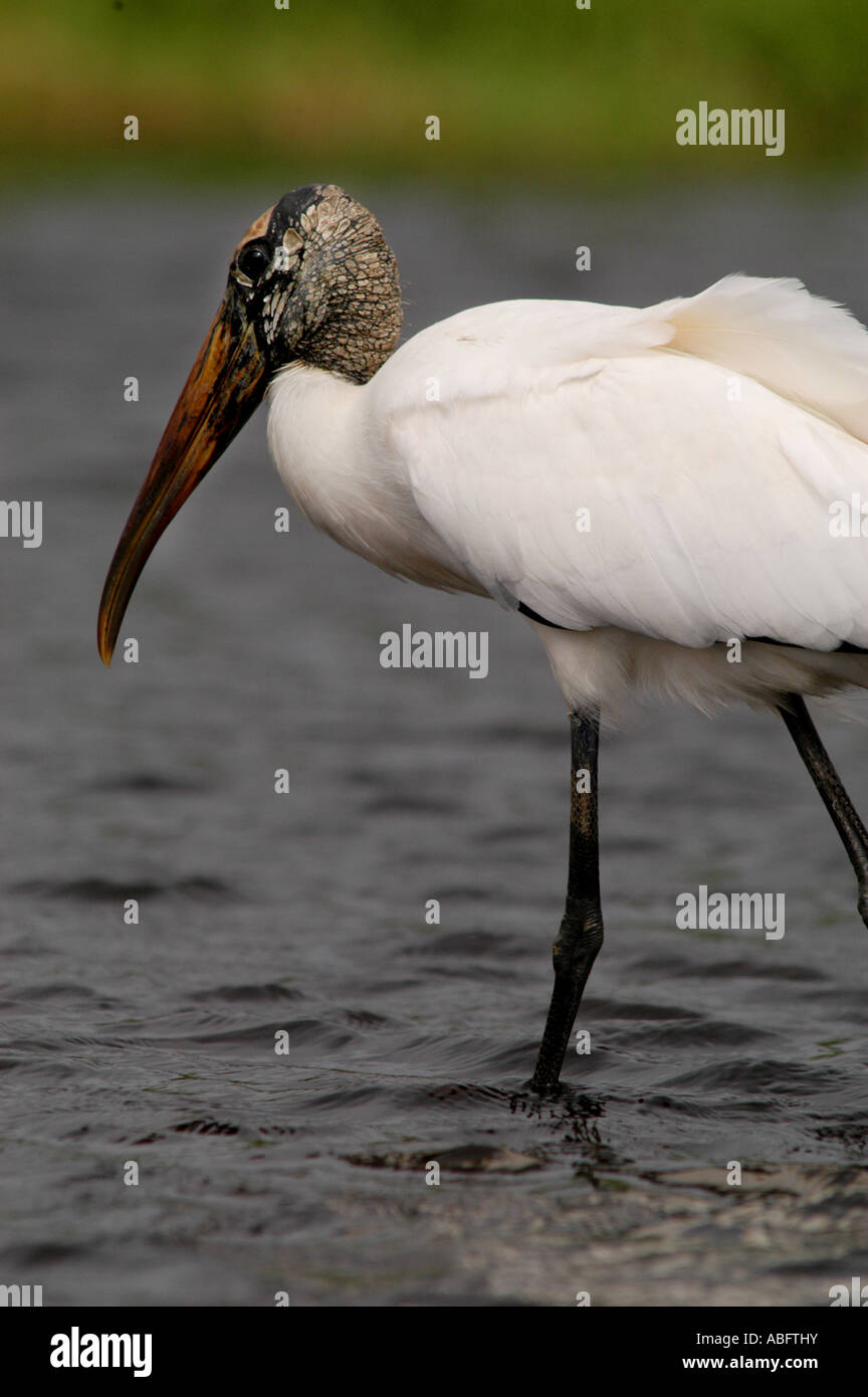 wood stork woodstork myakka state park florida Stock Photo