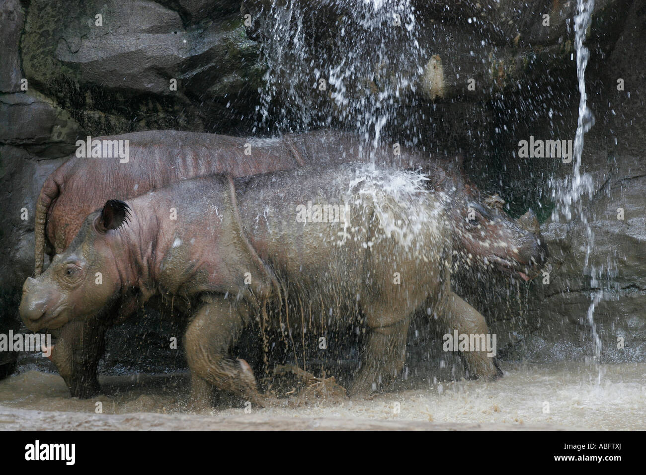 sumatran rhino cincinnati zoo baby suci em Stock Photo