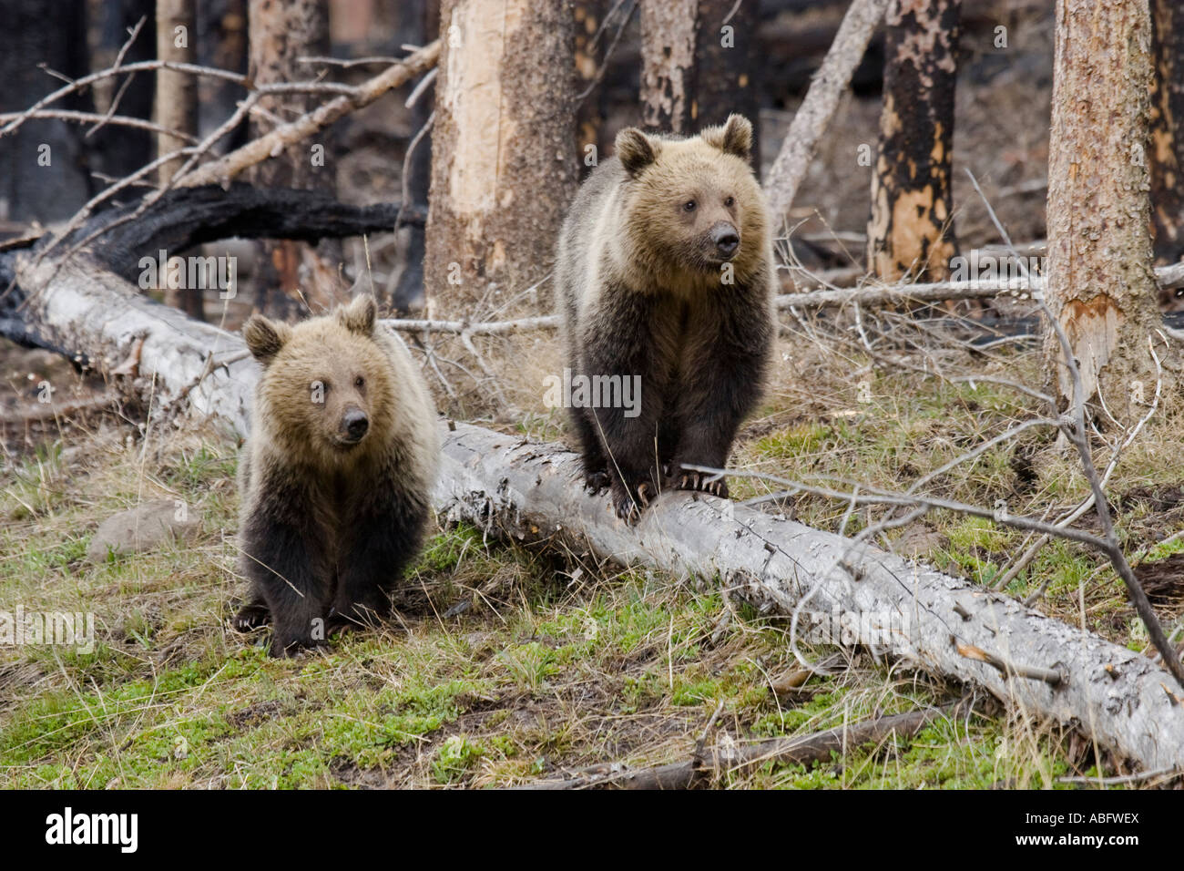 Grizzly bear cubs, Yellowstone National Park, Wyoming Stock Photo