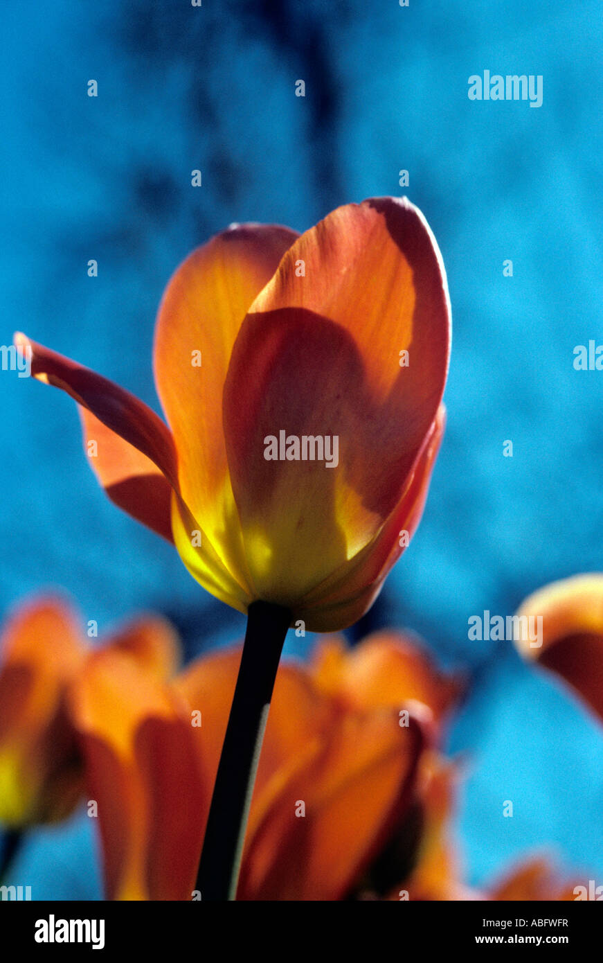 Tulip cultivation hi-res stock photography and images - Alamy