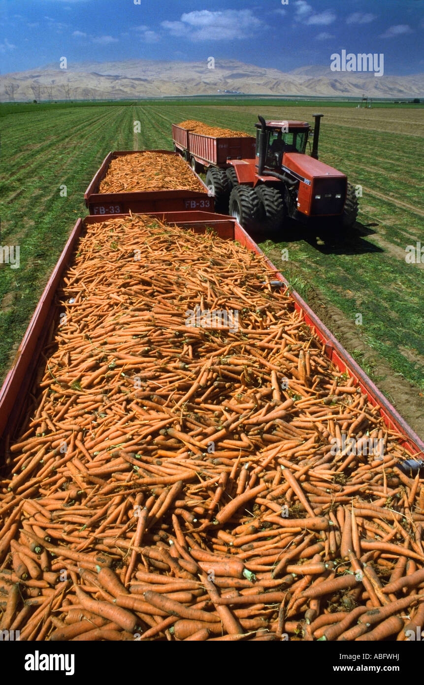 Carrots harvested in California field with tractor in background Stock