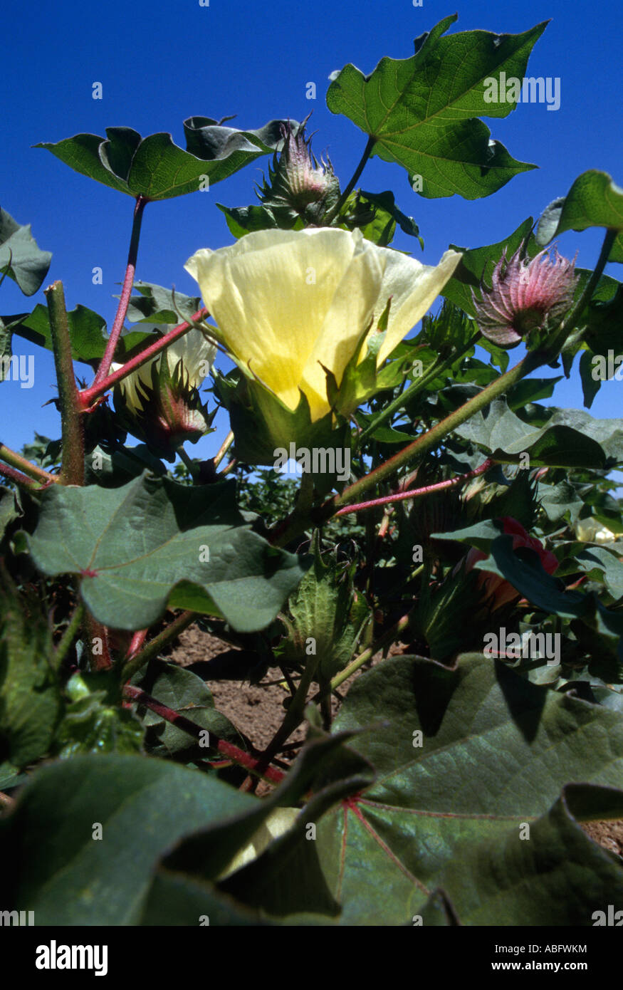 Close up of cotton bloom Stock Photo Alamy