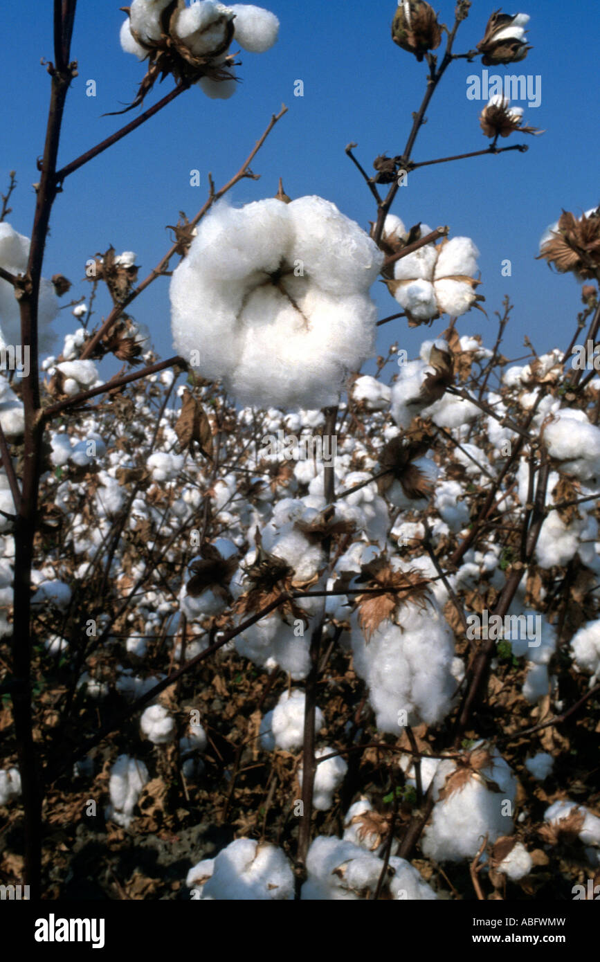 California cotton boll hires stock photography and images Alamy